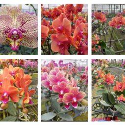 MCM Orchid